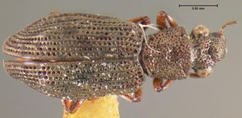 Media type: image;   Entomology 3062 Aspect: habitus dorsal view